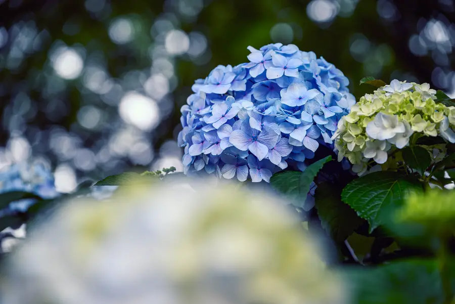 Test du Nikon Z 24-120mm f/4 S : L'Ultime Zoom Polyvalent_01