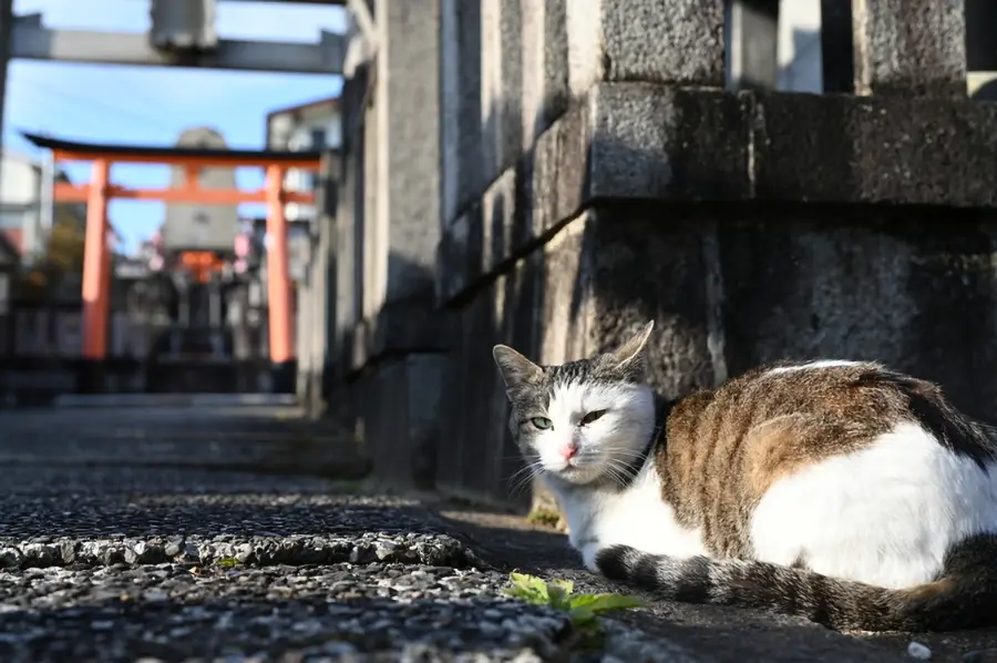 Test du Nikon Z 24-120mm f/4 S : L'Ultime Zoom Polyvalent_01