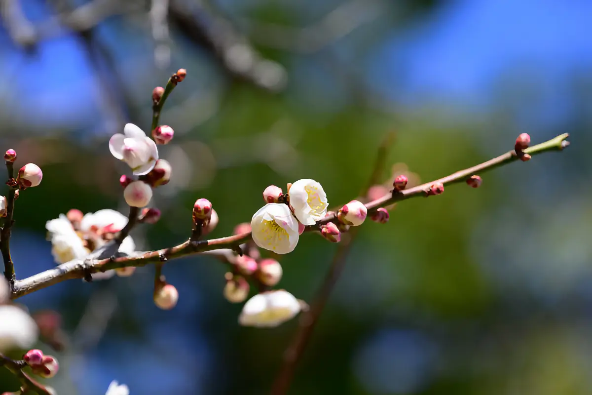 Test Nikon Z9 : L'Hybride Pro par Excellence_01